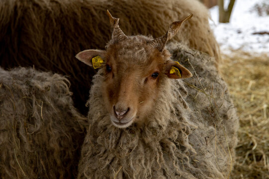 Cutest baby hortobágy racka sheep with twisted little spiral horns and long scraggy wool.