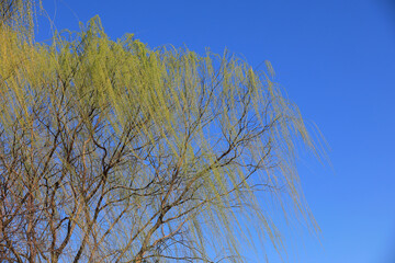 Willow canopy in the background of blue sky