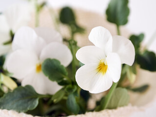 Close up view to the viola cream flower or white violets.