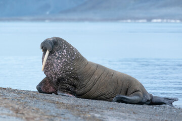 Fototapeta premium Svalbard, Spitsbergen, a one-tusked walrus hauls out onto the shore.