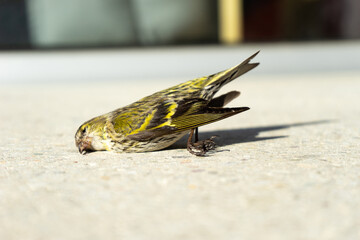 Dead little bird after crashing into window.