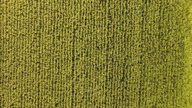 Gran campo de maiz en un d&iacute;a de verano con viento