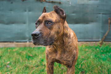 Portrait of spanish alano dog posing in the field. prey dog.