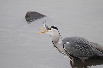 Heron eating as mullet