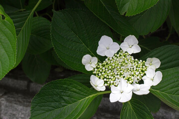 Hydrangea flowers blooming in the rainy season in Japan