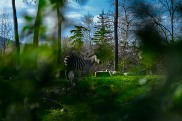Black and white pattern zebra behind the green leaves plants in zoo during sunny day.