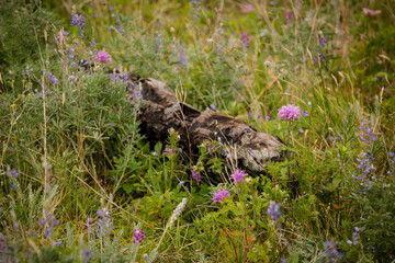 Overgrown log in a wildflower field