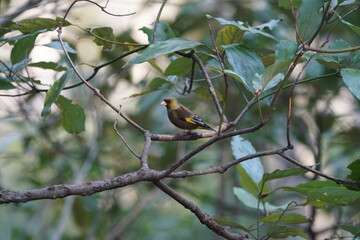 oriental greenfinch in flight