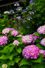 Hydrangea flowers blooming in the rainy season in Japan