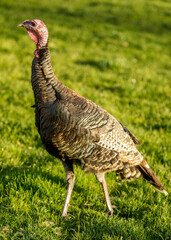 Wild Turkey Hen Grazing on Grass. Berkeley Marina, Alameda County, California, USA.