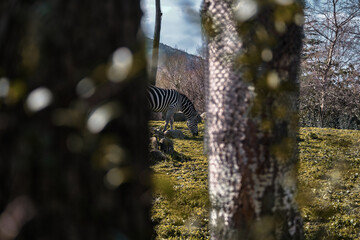 Zebra behind observing from two trees body. Black and white pattern zebra on green grass during feeding under a sunny day in a zoo park.