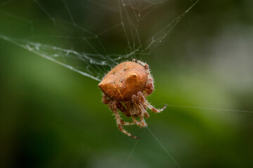 Cat-faced spider making a web close up