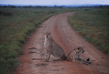 Africa- Close Up of Two Wild Cheetahs Resting on a Safari Road