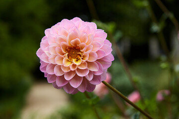 Close-up of dahlia in pale pink colors. Selective focus.