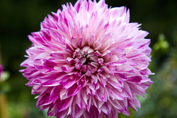 Close-up of dahlia in white and mauve. Selective focus.