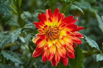 Close-up of dahlia in intense colors. Selective focus.