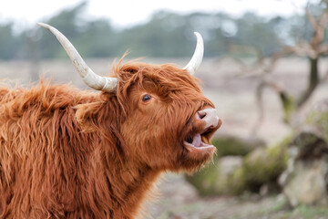 Portrait of a Scottish highlander or Highland cow cattle (Bos taurus taurus) grazing in field in Deelerwoud in the Netherlands. 