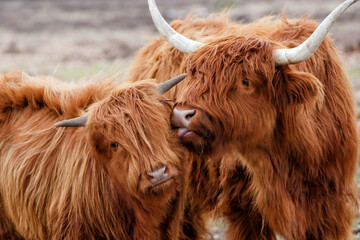 Scottish highlander or Highland cow cattle (Bos taurus taurus) mother showing affection to her calf...