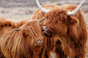 Plexiglas schilderij Schotse hooglander Schotse hooglander of Highland cow runderen (Bos taurus taurus) moeder die genegenheid toont aan haar kalf in Deelerwoud in Nederland.  © henk bogaard