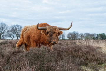 Scottish highlander or Highland cow cattle (Bos taurus taurus) grazing in a field in Deelerwoud in the Netherlands. 