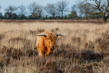 Scottish highlander or Highland cow cattle (Bos taurus taurus) grazing in a field in Deelerwoud in the Netherlands. 