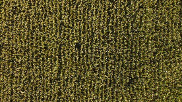 Zoom out de un campo de maiz un d&iacute;a de verano con viento