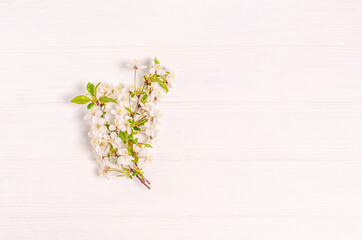 Blooming cherry branch on a white background