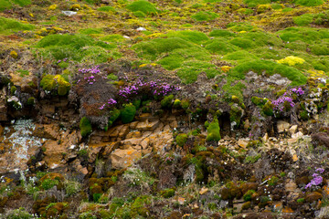 Norway. Svalbard. Krossfjord. Barnacle goose nesting in the soft moss.