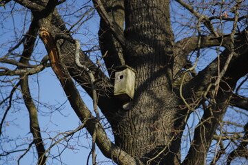 drewniany  domek  dla  ptaków  na  wielkim  drzewie - 415911177