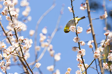 梅の蜜を吸うメジロ