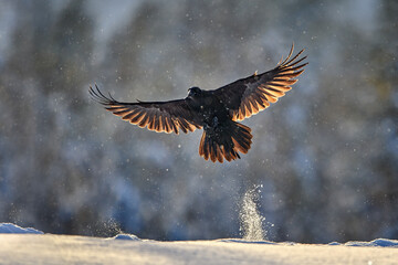 Common Raven fly in snow with beautiful back light in spread wings.
