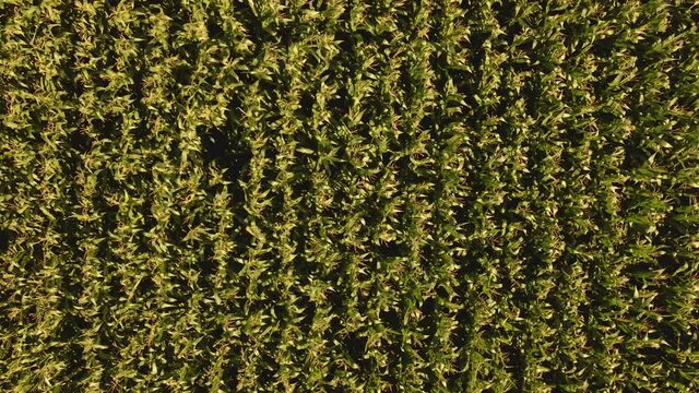 Zoom out de un campo de maiz un d&iacute;a de verano con viento