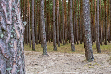 Pine forest in Palenga not far from the sea.