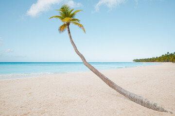 Coconut Palm trees on white sandy beach in Caribbean sea, Saona island. Dominican Republic.
