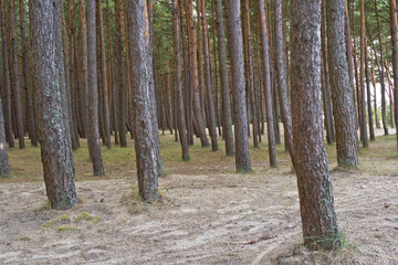 Pine forest in Palenga not far from the sea.