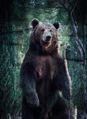 Obraz na płótnie Canvas double exposure of brown bear and forest wildlife conservation