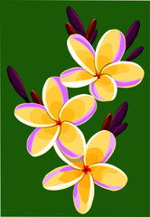 frangipani plumeria flower vector