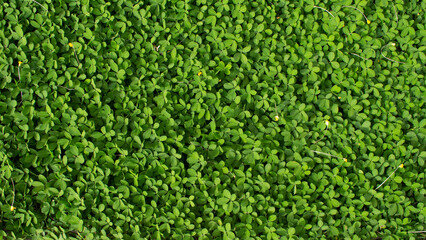 texture of green grass