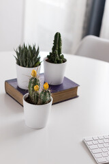 Three cactus potted in white pots. The focused cactus at the foreground has three yellow cocoons. The other two are over an old blurred purple book. A white keyboard is next to them.
