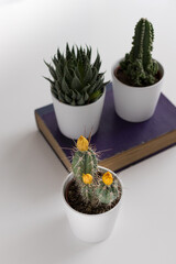 Overhead view of three cactus potted in white pots. The cactus at the foreground has three yellow cocoons. The other two are over an old blurred purple book.