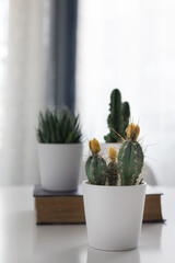 Yellow flower cactus potted in a white pot. At the background two other blurred cactus are over an old purple book.