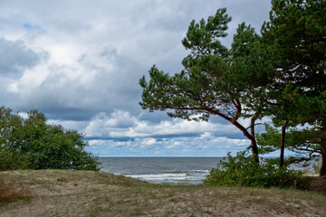 Fototapeta na wymiar Pines on the shore of grief. Seascape in the Baltics.