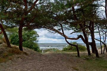 Fototapeta na wymiar Pines on the shore of grief. Seascape in the Baltics.