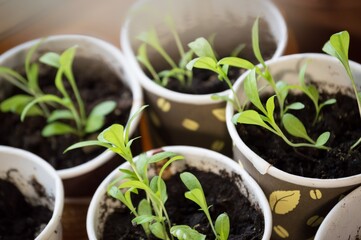 Petunia seedlings in pots, shoots of plants in the ground