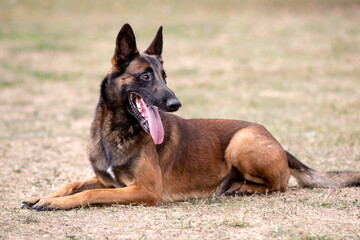 berger belge malinois en ring