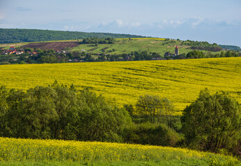 Spring countryside view with rapeseed yellow blooming fields, groves, hills. Ukraine, Lviv Region.