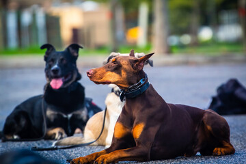 A Doberman Pinscher at rest