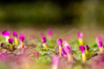 Pink flowers on ground, details of grass and blossoms, background.