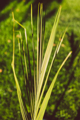 close-up of palm tree leaf outdoor in sunny backyard with lawn all around it
