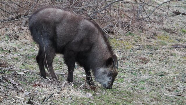 カモシカ  食事中　